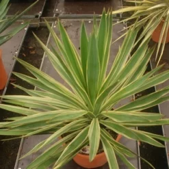 Palmlelie (Yucca Gloriosa 'Variegata') -Essentie Groen Verkoop yucca gloriosa variegata 1