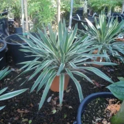 Palmlelie (Yucca Gloriosa 'Variegata') -Essentie Groen Verkoop yucca gloriosa variegatum c10