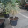 Palmlelie (Yucca Rostrata) -Essentie Groen Verkoop yucca rostrata 70stam c70