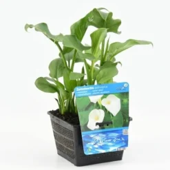 Moerasaronskelk (Zantedeschia Aethiopica) -Essentie Groen Verkoop zantedeschia aethiopica 18x18 20180510101125 m 13460