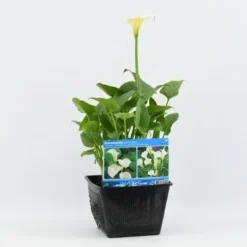 Moerasaronskelk (Zantedeschia Aethiopica) -Essentie Groen Verkoop zantedeschia aethiopica 28x28 20180412193859 m 13695
