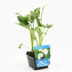 Moerasaronskelk (Zantedeschia Aethiopica) -Essentie Groen Verkoop zantedeschia aethiopica s e 13460 p18