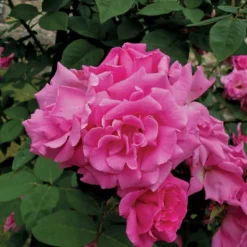 Klimroos (Rosa 'Zepherine Drouhin')